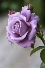Small, soft and sweet are considered fruity. Flowers In The Dominican Republic Beautiful Roses Rose Seeds Purple Roses