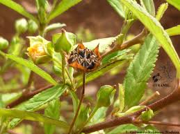 Image result for Sida rhombifolia