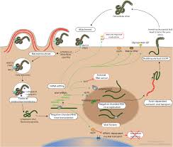 Ebola virus causes severe illness, often leading to death. Ebolavirus Cycle Viralzone