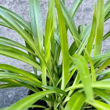 Image result for Chlorophytum