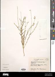 Image result for Polygala schinziana