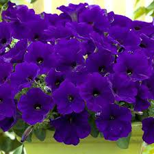 Petunia Dark Purple Bonsai Annual Flower Seeds 200 Seeds Professional Pack Big Blooms Hardy Plant Annual Flowers Flower Seeds Garden Seeds