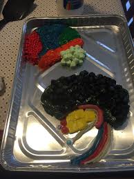 Pin On Edible Brain Project