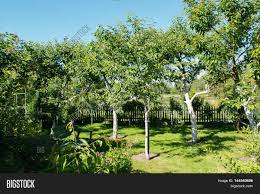 Check spelling or type a new query. Garden Fruit Trees Image Photo Free Trial Bigstock