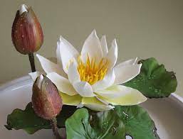 Pin On Water Lilly