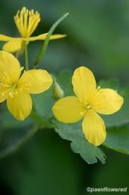 Image result for Peponium chirindense