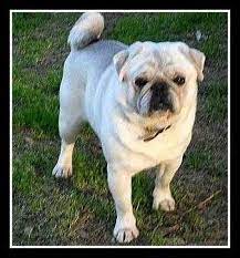 Beautiful Akc Rare White Pug Puppies Pugs For Sale Covington Georgia 218955 Pug Puppies White Pug Pug Puppies For Sale