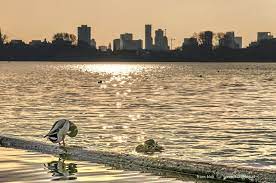 eenden op de kralingse plas dieren eenden skyline