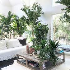 Living Room Inspiration With Indoor Plants Rustic Coffee Table White Sofa Layered Hyde Rug And Island Style Decor Living Room Inspiration Unique Home Decor