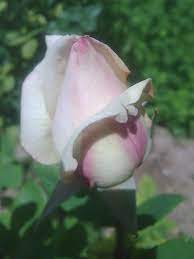 pin by عبير عرفة on from my garden plants garden rose