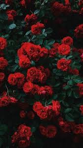 Wallpaper Backgrounds Rose Wallpaper Iphone From Rose Wallpaper Aesthetic To Beautiful Valentine S In 2020 Flower Iphone Wallpaper Red Roses Wallpaper Rose Wallpaper