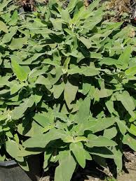 Image result for Phlomis fruticosa