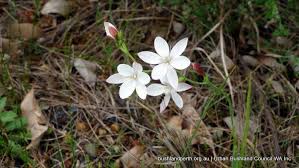 Image result for Hesperantha
