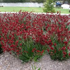 Image result for Anigozanthos