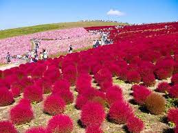 Kochia Hitachi Seaside Park Japan Planting Flowers Burning Bush Plants