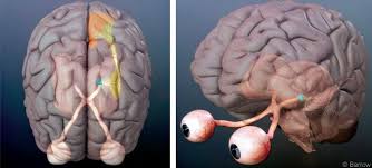 Image result for Visual Fixation