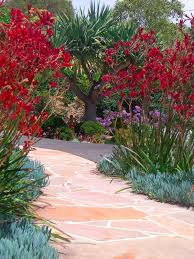 Link Doesn T Work Australian Garden Succulents Garden Native Garden
