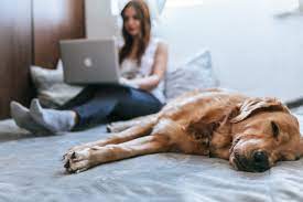 Live Alone? Here Are The Best Breeds (Including Mutts) For Companionship! -  Fetch! Pet Care