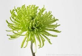 In The Studio Green Chrysanthemums Chrysanthemum Tattoos For Dad Memorial Mum Tattoo