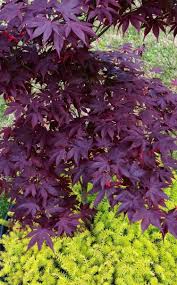Japanischer Ahorn Im Garten Purpur Attraktiv Farbspiel Sukkulenten Vorgarten Vorgarten Ideen Gotischer Garten