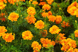 Check spelling or type a new query. Marigold Flower The Complete Guide Floraqueen