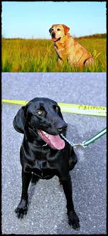 Labrador Growth Chart Get This Now