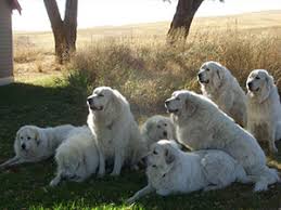 Our pet ground transportation services and animal transport ground services are based on the needs of you and your pet. Pet Movers Pet Delivery Service Dog Transport Pet Moving And Relocation Pet Ground Transportation Pet Transport Service