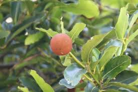 Image result for Diospyros gabunensis