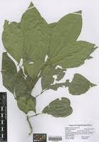 Image result for Teclea