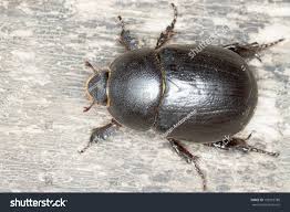 Image result for Pentodon