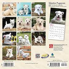 West Highland White Terrier Puppies 2021 Calendar Browntrout Publishing Amazon Sg Office Products