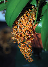 Image result for Chamaeangis