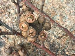 Image result for Eucalyptus cloeziana