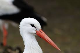 Bird With Large Beak Animal Portrait Bird Germany Large Beak Stork White Stork 4k Wallpaper
