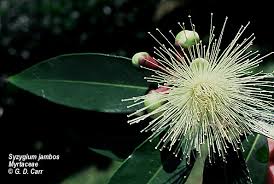 Image result for Syzygium jambos
