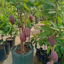 Cara menanam pohon buah dalam pot. Inilah 6 Jenis Tanaman Buah Yang Cocok Dibudidayakan Di Halaman Dan Pekarangan Rumah Dzargon