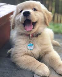 Chien Cute Puppy Chiot Golden Retriever Mignon Golden Cute Baby Animals Happy Dogs Super Cute Puppies