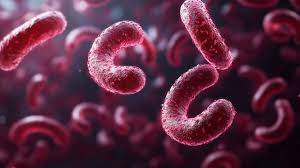 Image result for Filoviridae