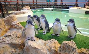 Viewing the fossilized remnants of ancient tuart forests. Dolphin Penguin Sea Lion Adventure Cruise Australia