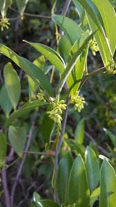 Your greenbrier vine stock images are ready. Smilax Laurifolia Bamboo Vine Blaspheme Vine Greenbriar Laurel Greenbriar Laurel Leaved Greenbrier North Carolina Extension Gardener Plant Toolbox