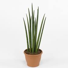 Zimmerpflanzen Fur Wenig Licht 25 Grune Und Bluhende Arten In 2020 Zimmerpflanzen Pflanzen Pflanzen Zimmer