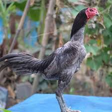 Perawatan maksimal untuk persiapan ayam sebelum bertarung. Prediksi Menang Ini 3 Model Rawatan Ayam Sebelum Turun Kalangan Dari Ahlinya Majalah Ayam