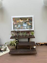 Image result for Nesaea sarcophylla