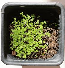 Find out where foodborne illness comes from most—including e coli and they can take from one day to a week before they manifest and are usually the ones associated with (undercooked) meat and poultry, but can also be. How Fast Do Petunias Grow Garden Tabs