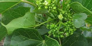 Adapun cara menggunakannya dapat dilakukan dengan beberapa cara lain untuk mengobati mata yang sakit dapat dilakukan dengan cara merebus 6 lembar daun sirih yang masih segar dengan 2 gelas air. 11 Manfaat Daun Jarak Pagar Untuk Payudara Pria Dan Bayi Diadona Id