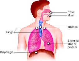 Human respiratory system for kids. Nwp Blog The Respiratory System