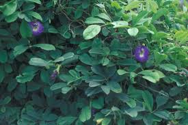 Image result for Clitoria ternatea