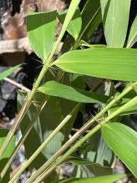 Image result for Loudetia arundinacea