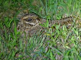 Image result for Cola natalensis