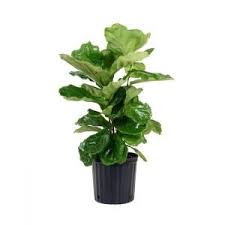 Bird Of Paradise Home Depot United Nursery Ficus Lyrata Plant In 9 25 In Grower Pot 23782 The Home Depot Ficus Lyrata Fig Plant Fiddle Leaf Fig